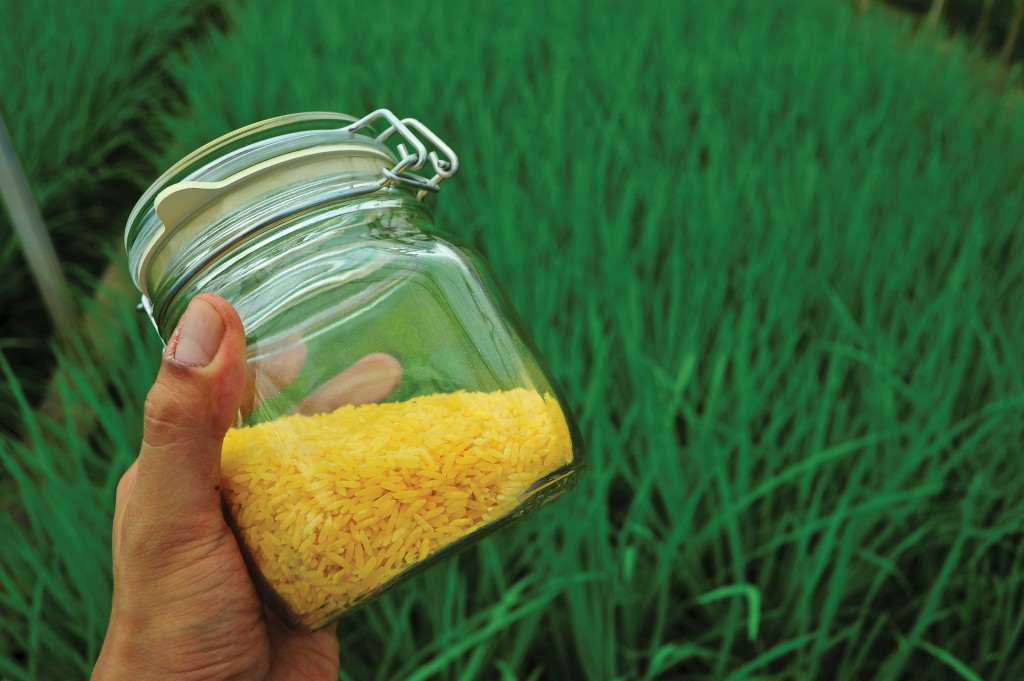 Golden-Rice-Jar