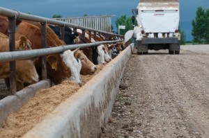 Feedlot