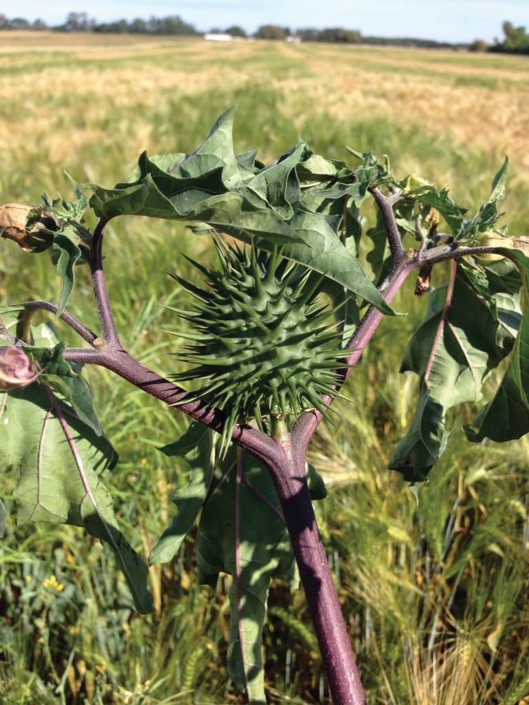 JImsonweed-seed