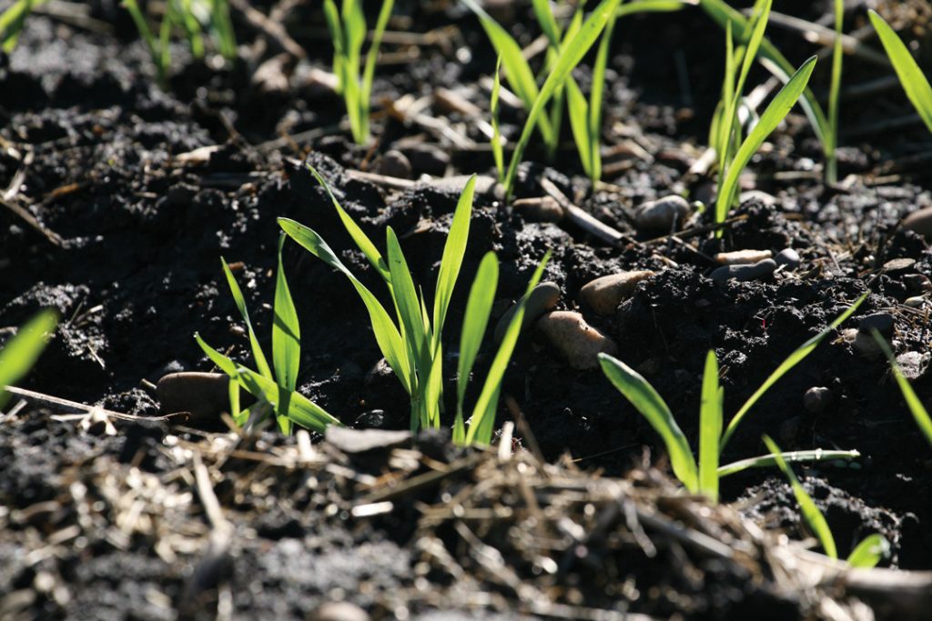 Soil-sprouting-2