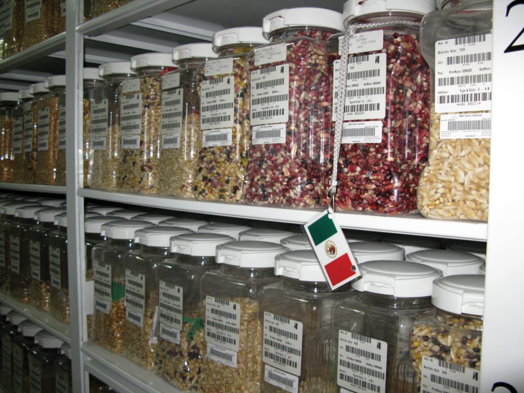 CIMMYT-genebank--Mazen-Aljarrah-March-2016