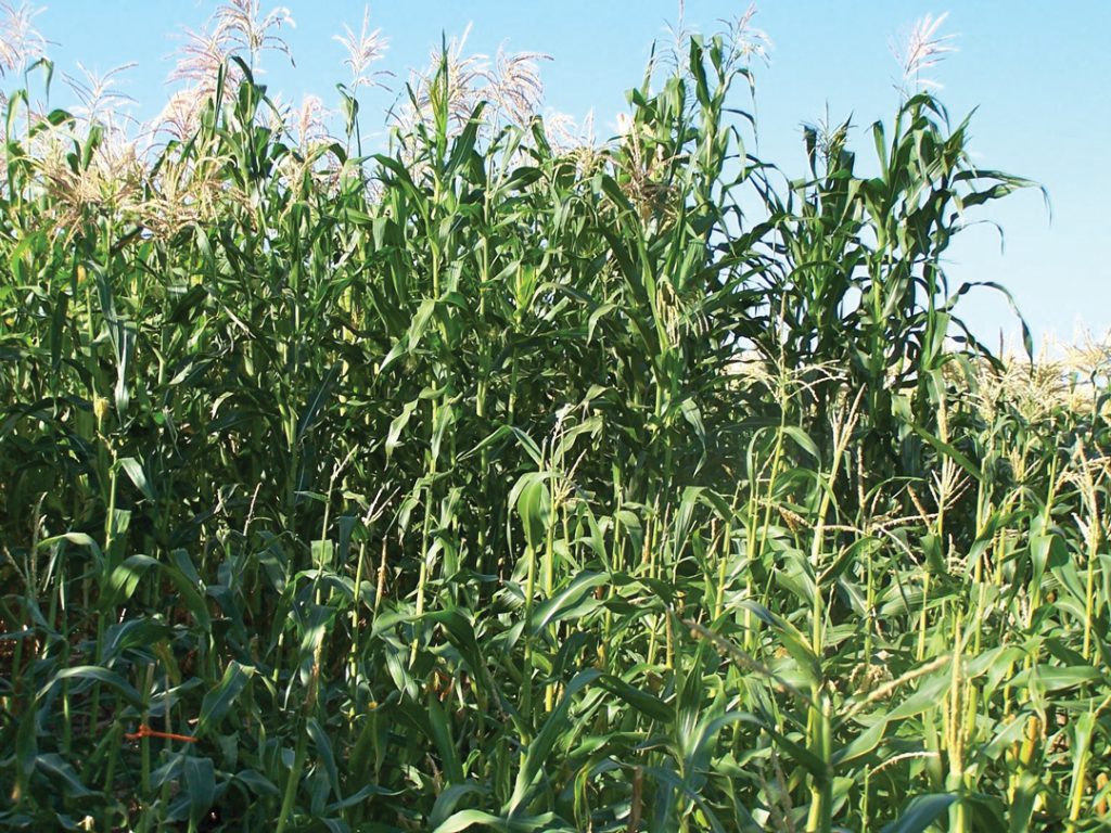 NITROGENFIXING CORN MAY HOLD IMPLICATIONS FOR GRAINS AND OTHER CROPS