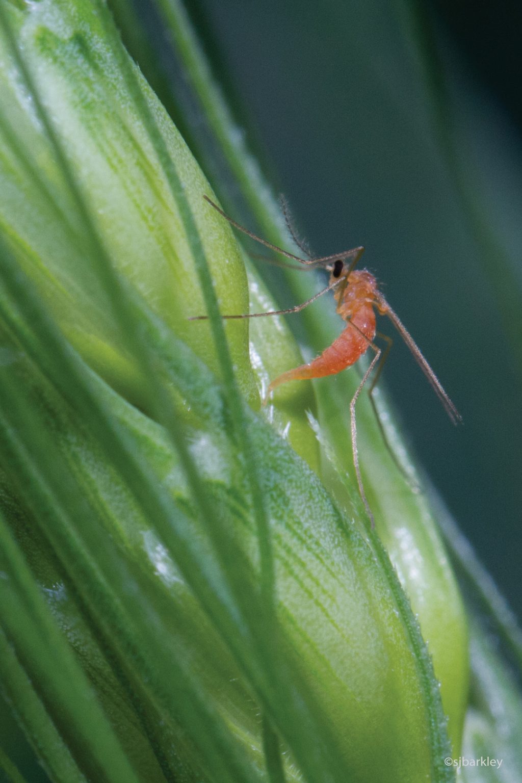 MIDGE SNIFFERS PUT WHEAT TO THE SMELL TEST GrainsWest
