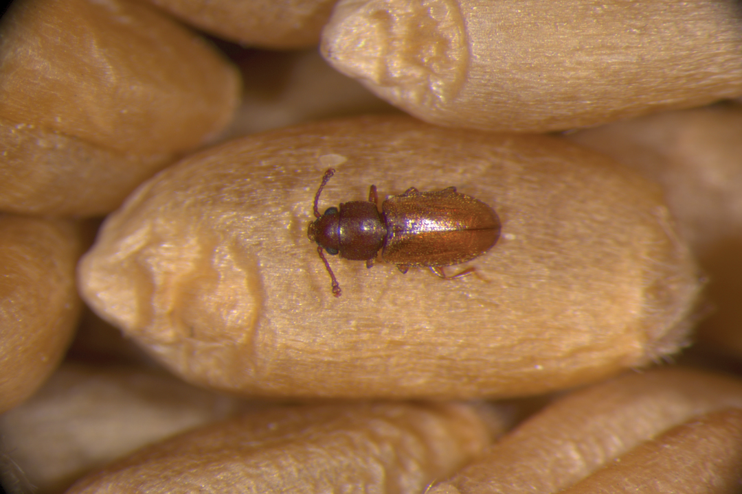 Foreign Grain Beetle