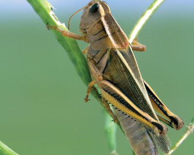 INDISPENSIBLE INSECT COUNTS