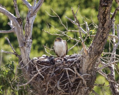 FARMERS HELP FEATHERED FRIENDS