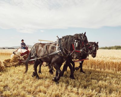 BEST BARLEY AND TOP TALENT FOR THE WIN