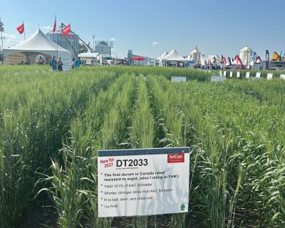 NEW DURUM BETTER THAN EVER