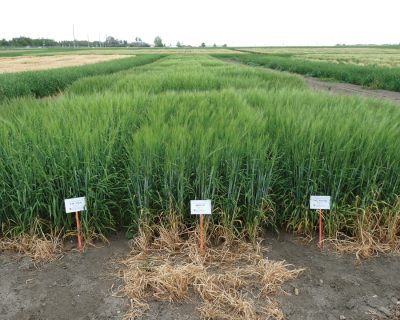 FOOD BARLEY POTENTIAL LIGHTLY TAPPED