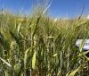 JAPAN OFFERS BIG BARLEY OPPORTUNITY