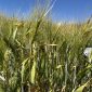 JAPAN OFFERS BIG BARLEY OPPORTUNITY