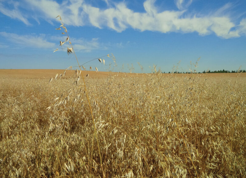 WEED MANAGEMENT GOES HOLISTIC