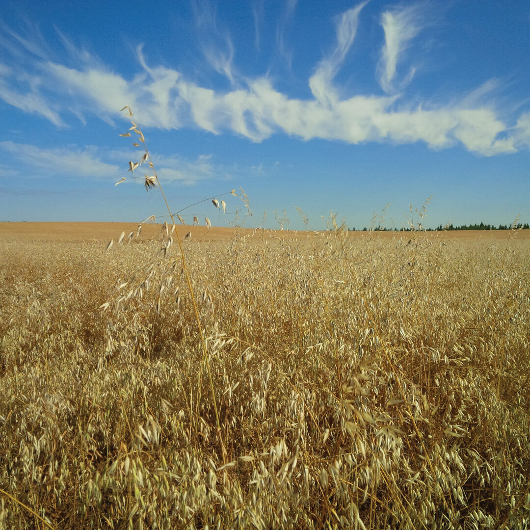 WEED MANAGEMENT GOES HOLISTIC