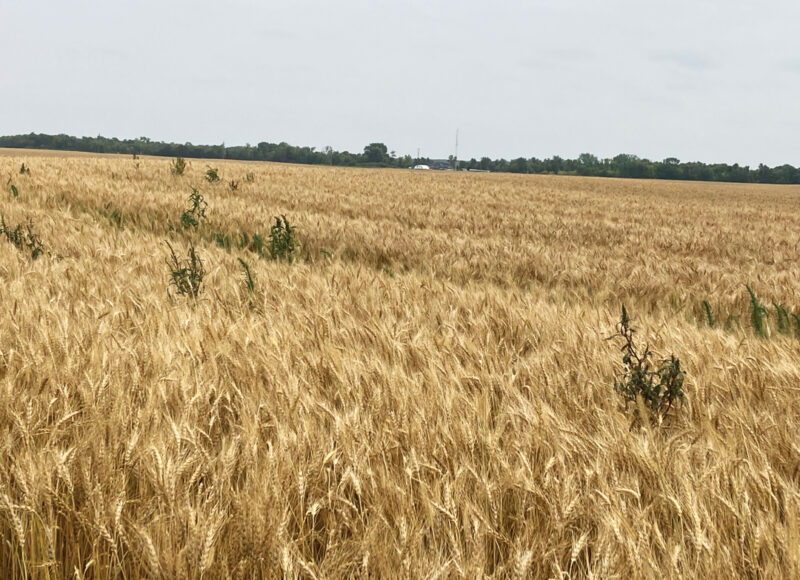 THE CURVEBALL APPROACH