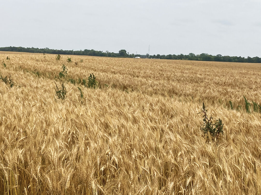 THE CURVEBALL APPROACH