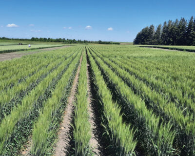 NEW SOFT WHITE WHEAT DELIVERS