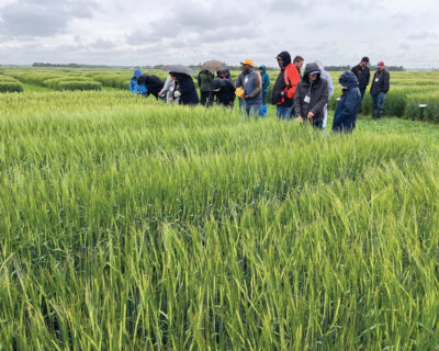 FOCUS ON FEED AND FORAGE